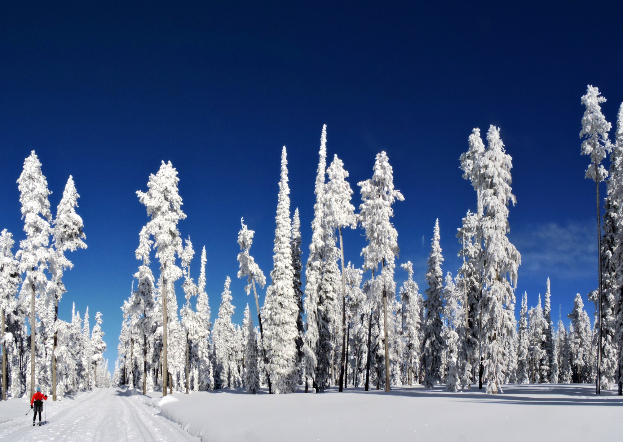 катание на беговых лыжах в заснеженном лесу